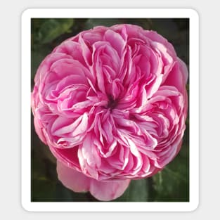 Pink Vintage Cabbage Rose Flower Sticker